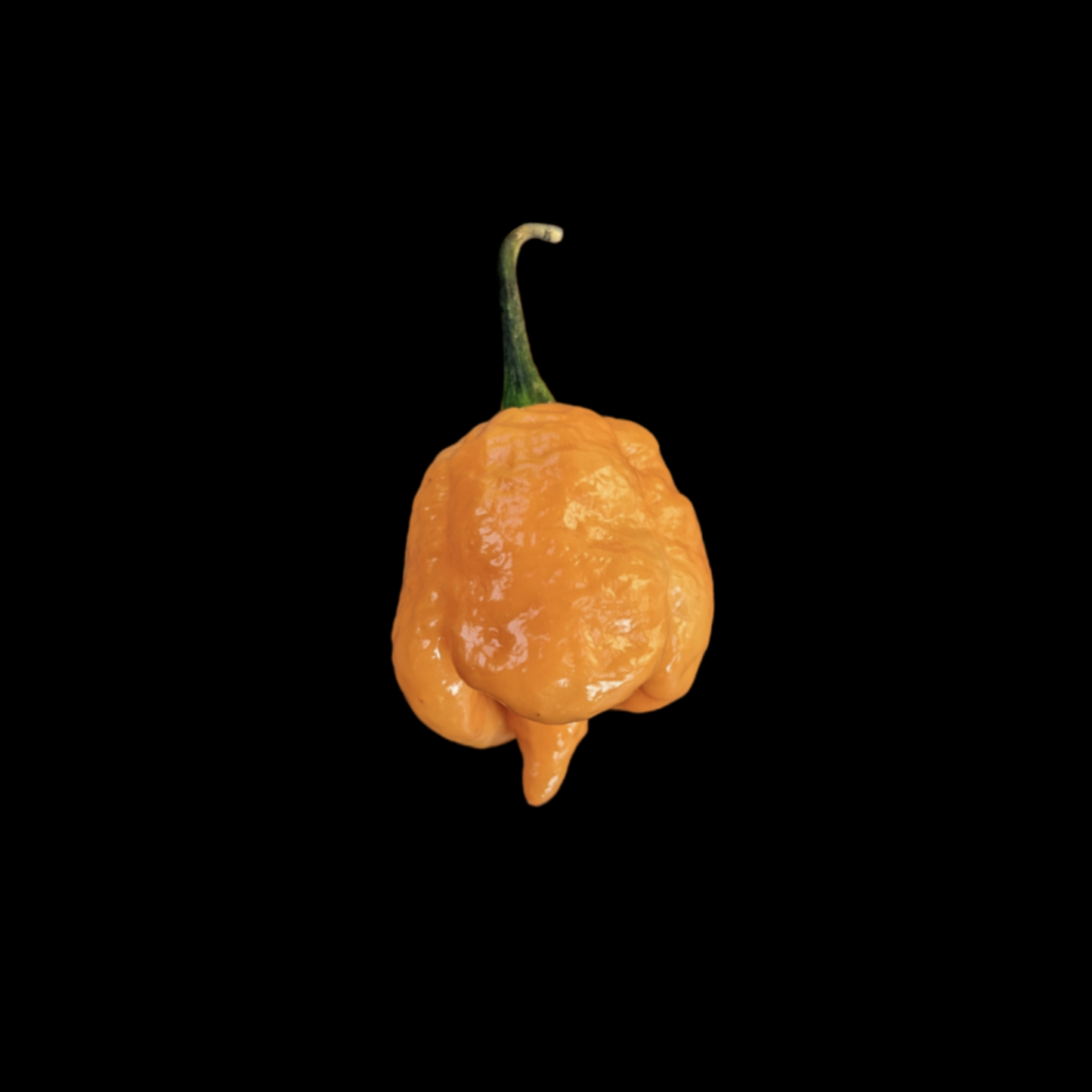 Peach Moruga Scorpion