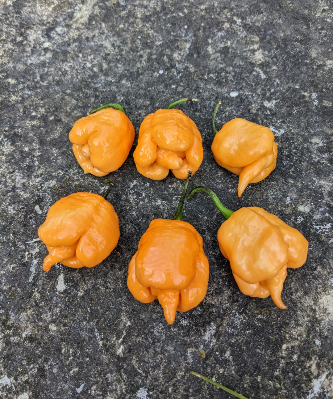 Peach Moruga Scorpion