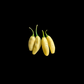 Peruvian White Habanero