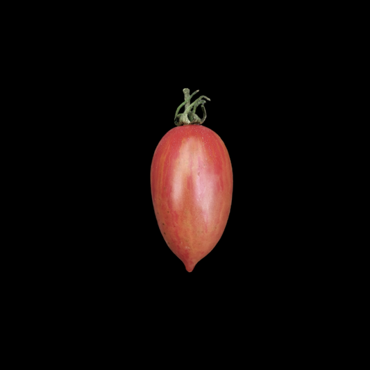 Pink Tiger Tomato