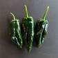 Poblano