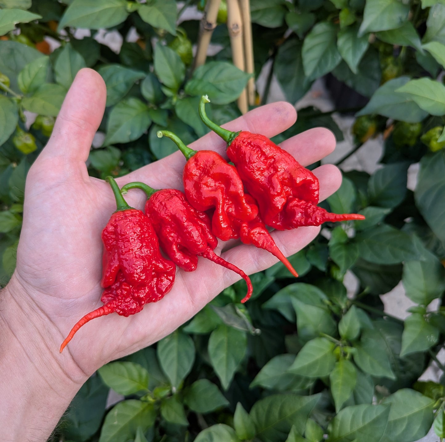 Red Primotalii