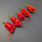 Red Primotalii