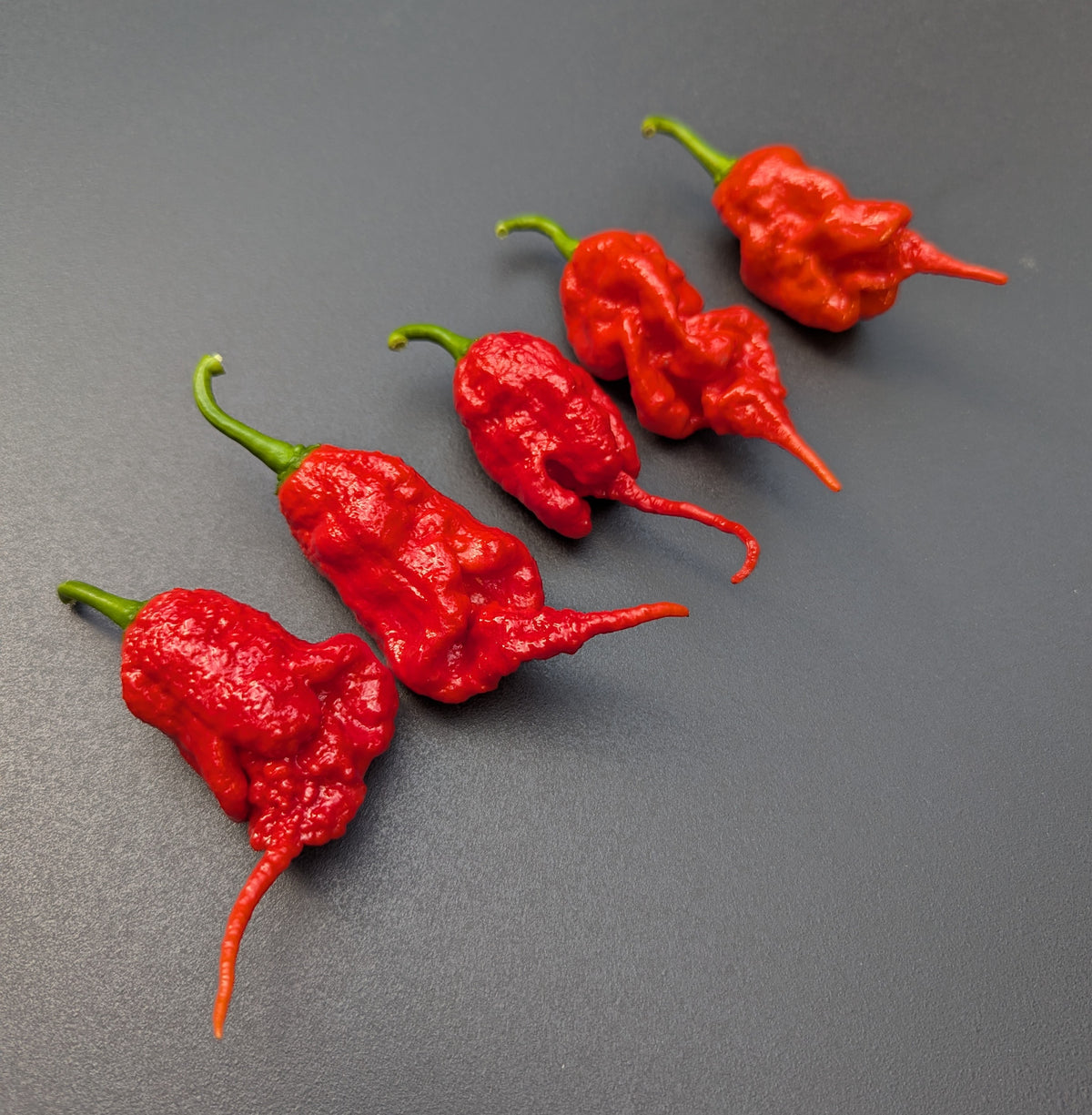 Red Primotalii