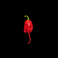 Red Primotalii