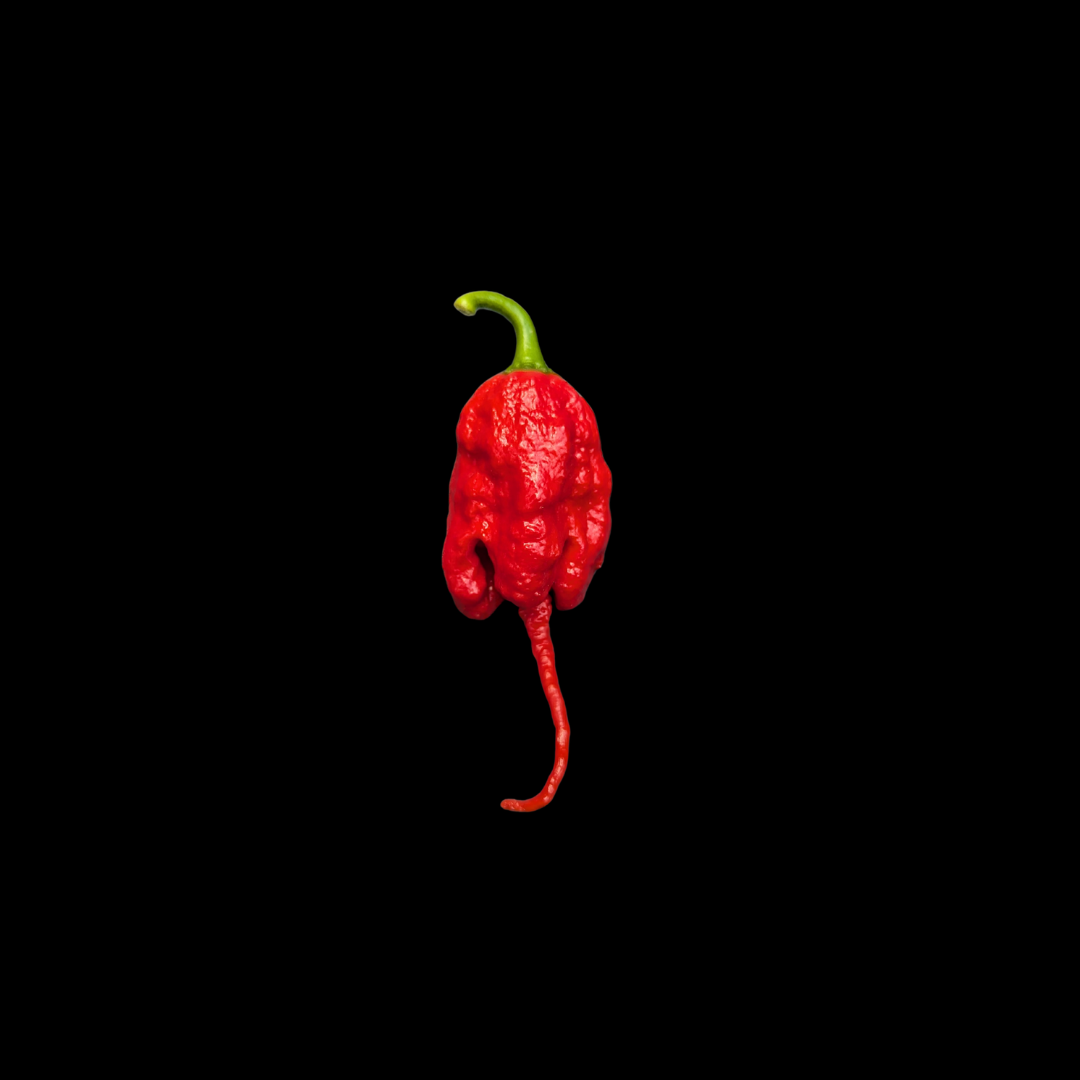 Red Primotalii