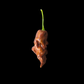 Chocolate Primotalii