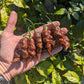 Chocolate Primotalii