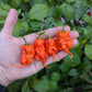 Red Primotalii