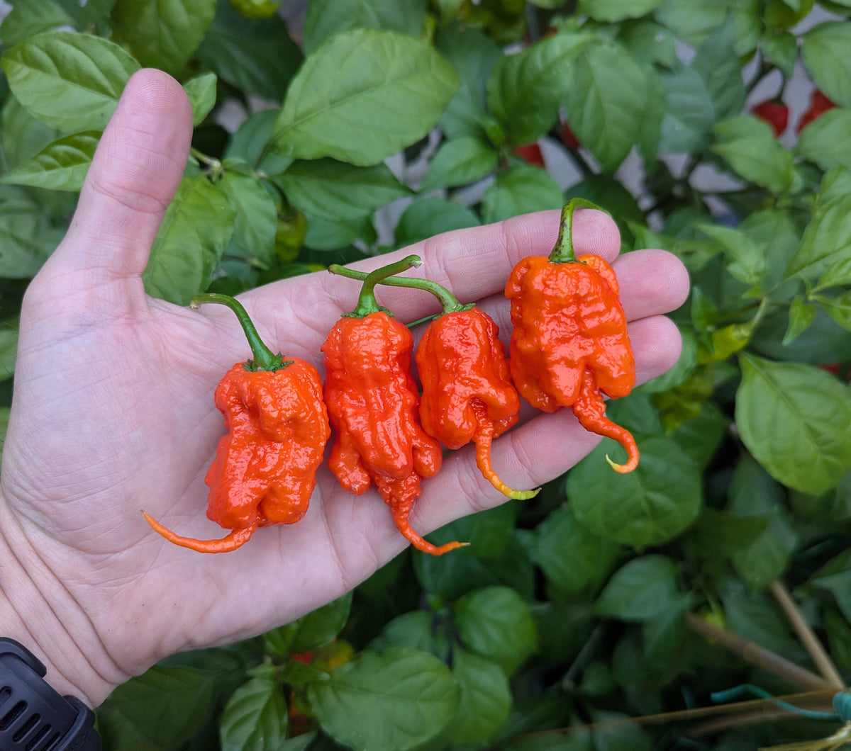 Red Primotalii