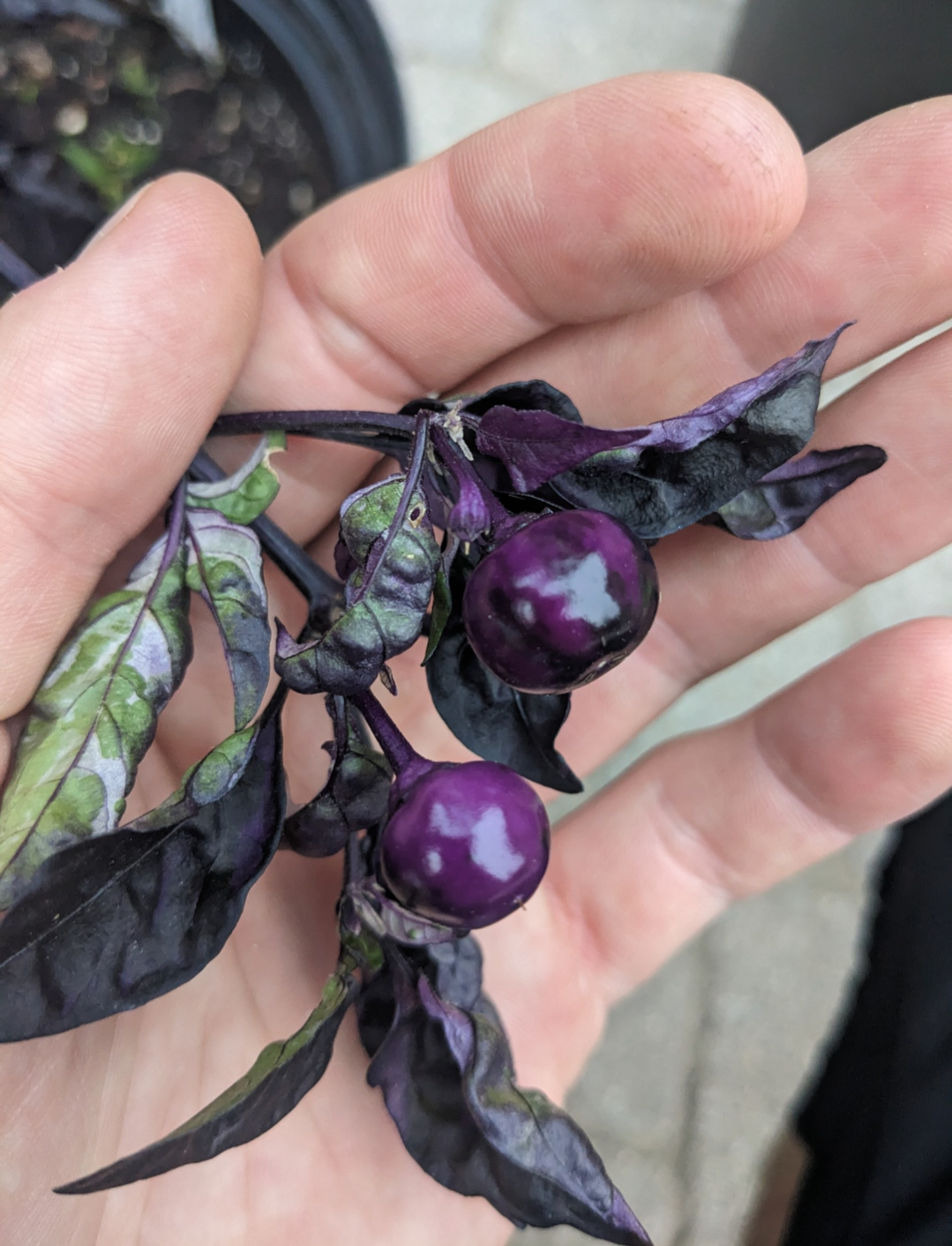 Psychedelic Black Pearl Variegated