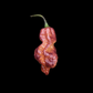 Purple Peach Ghost