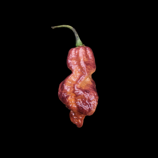 Purple Peach Ghost