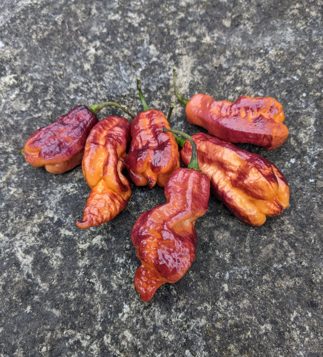 Purple Peach Ghost