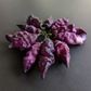 Purple Dream