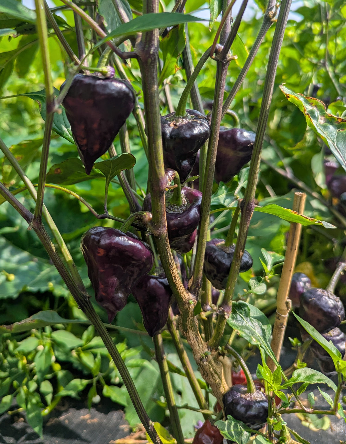 Purple UFO