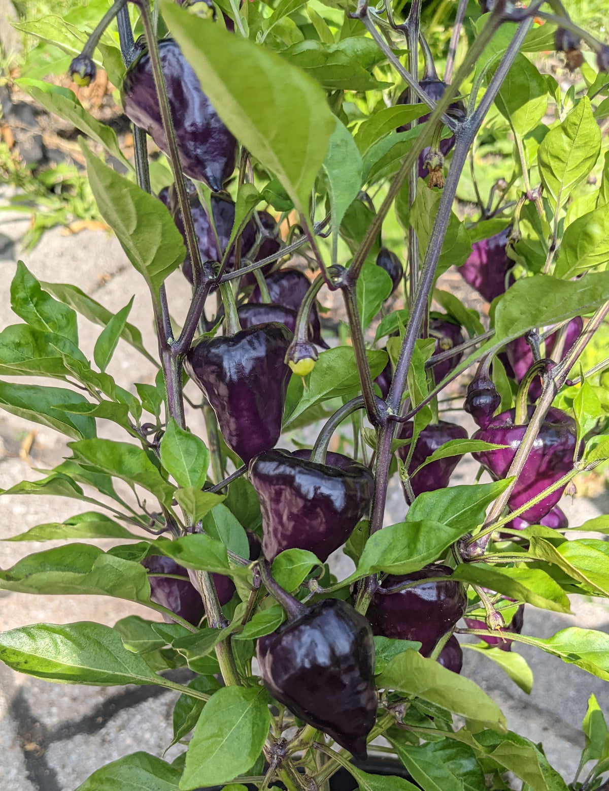 Purple UFO