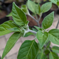Nayarit Chili Cora