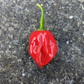 Caribbean Red Habanero