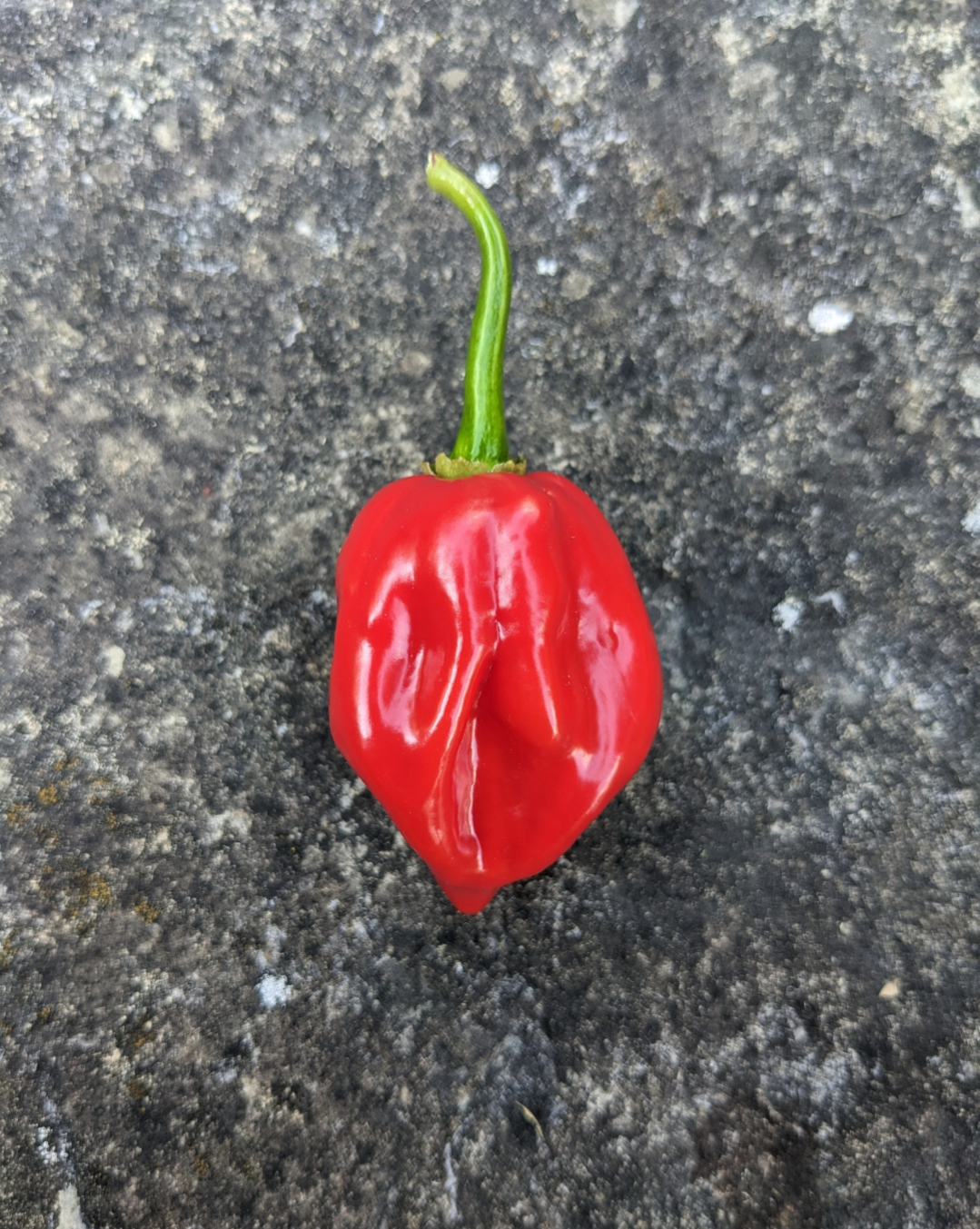 Caribbean Red Habanero