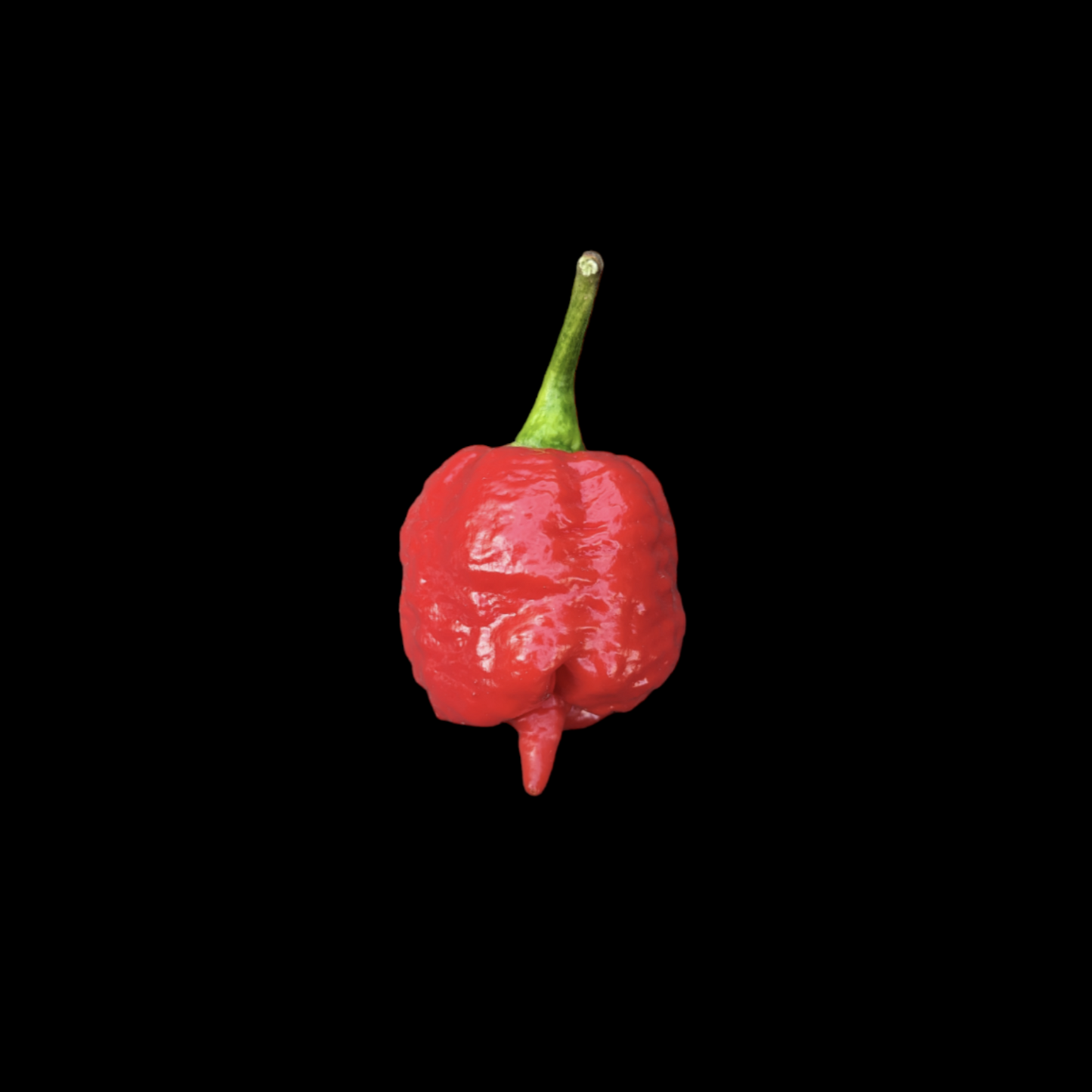 Trinidad Moruga Scorpion Red