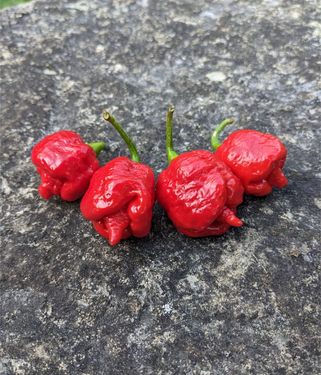 Trinidad Moruga Scorpion Red