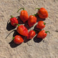 Red Savina