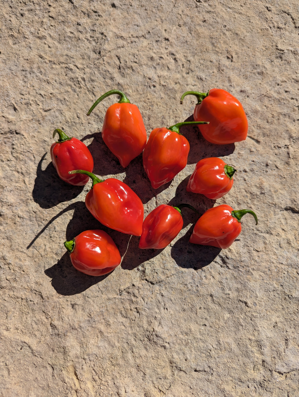 Red Savina