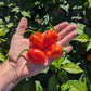 Red Savina