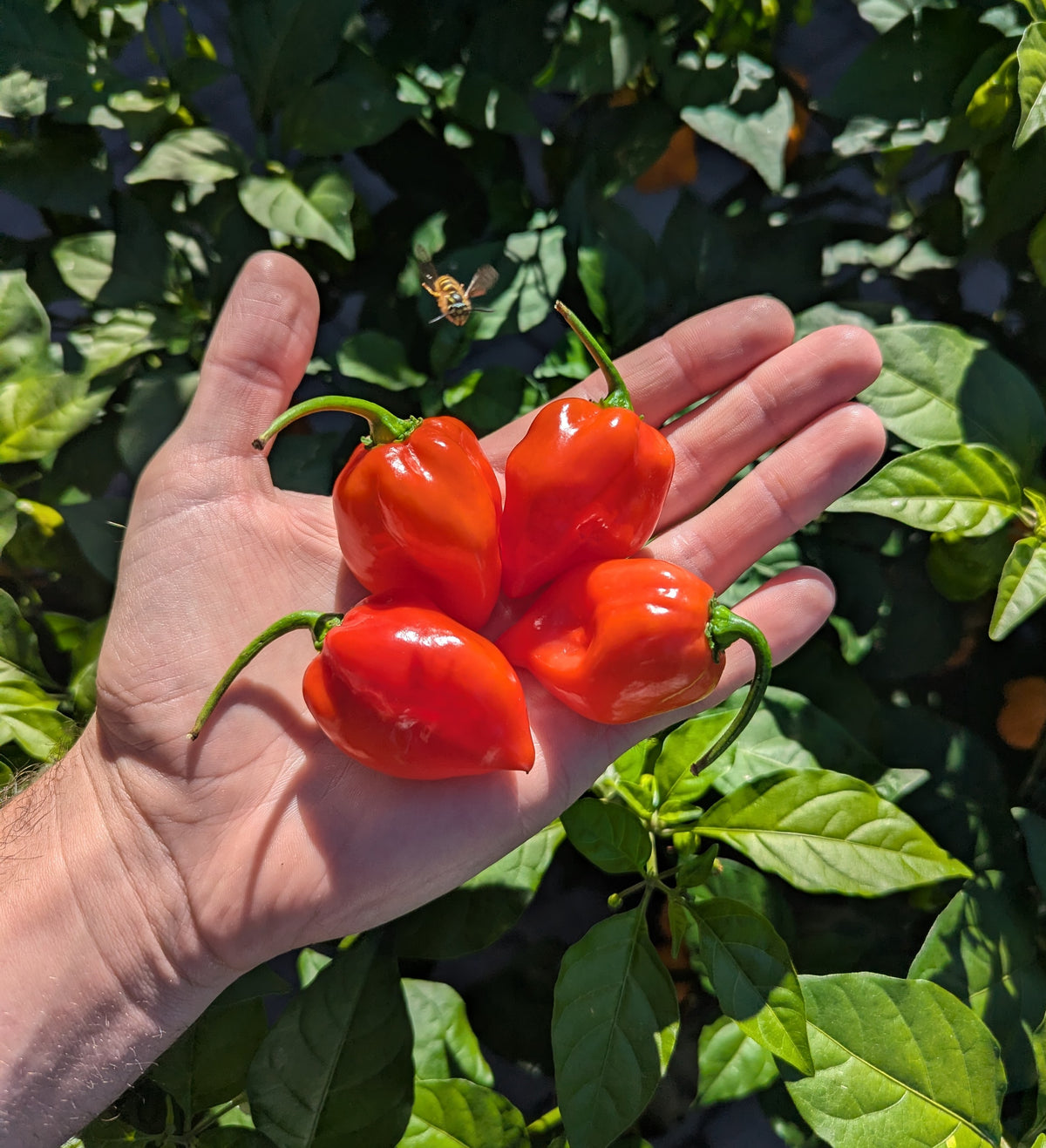Red Savina
