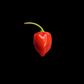 Red Savina