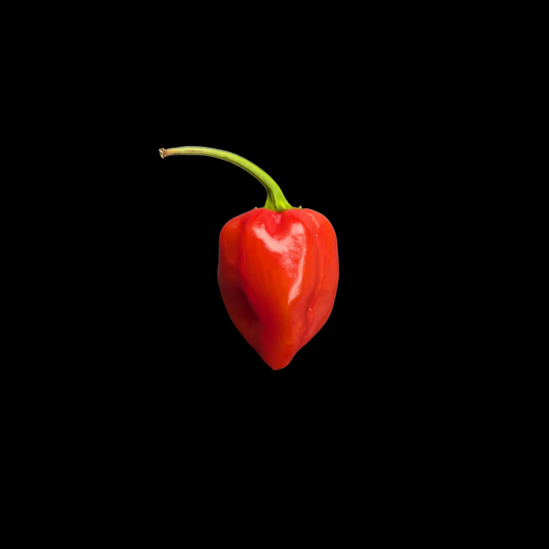 Red Savina