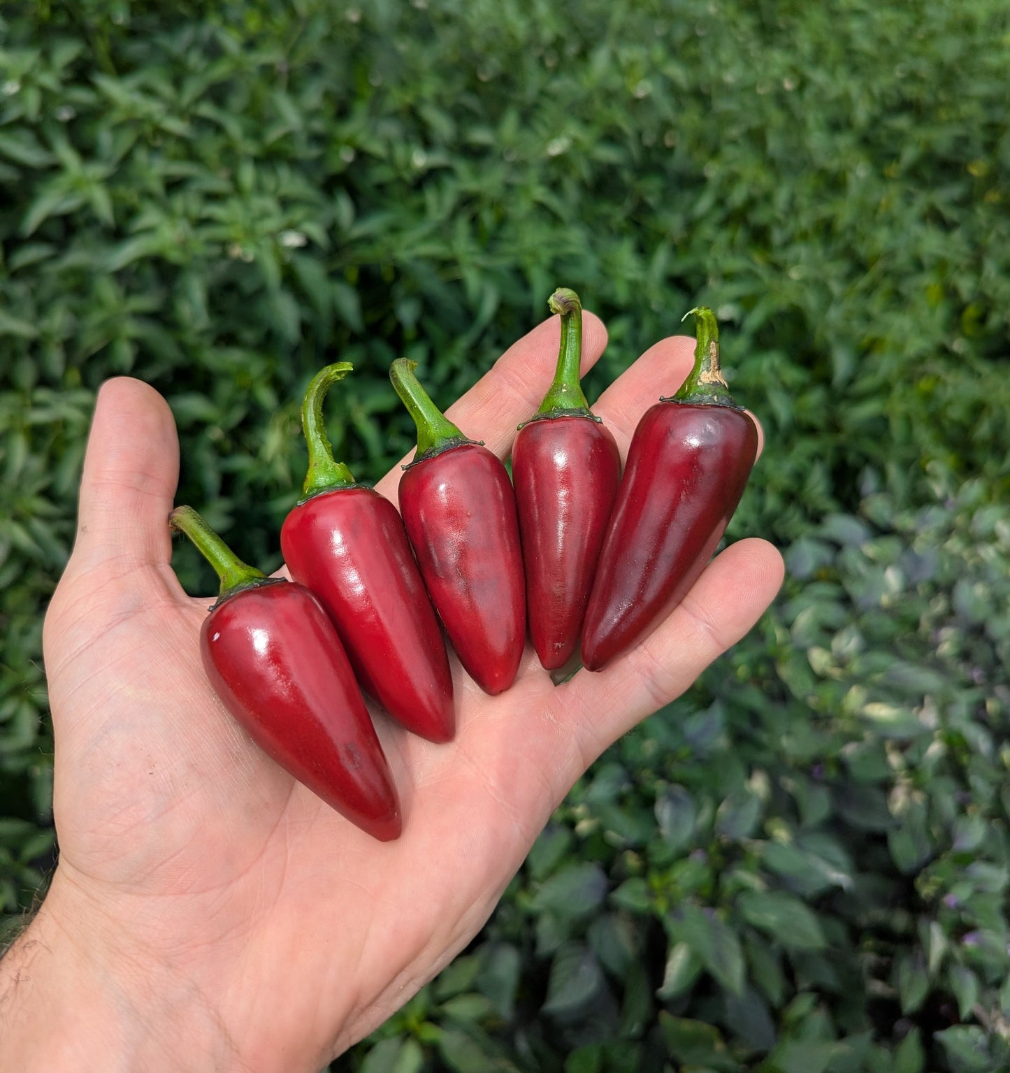 Ruby Jalapeño