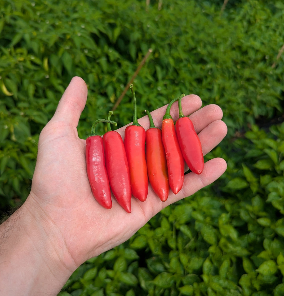 Serrano