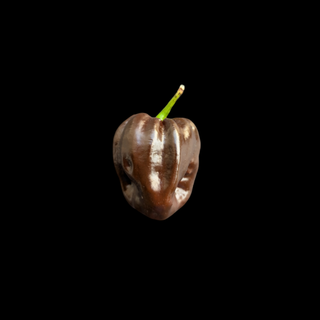 Swiss Chocolate Habanero