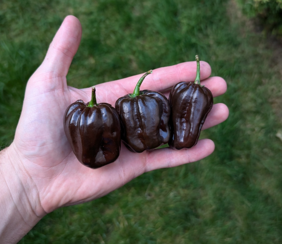 Swiss Chocolate Habanero