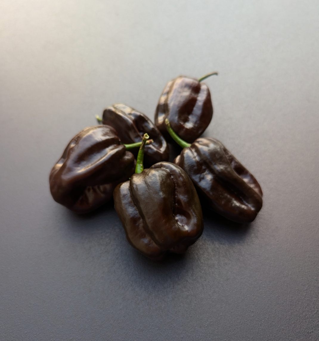 Swiss Chocolate Habanero