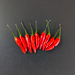 Tabasco