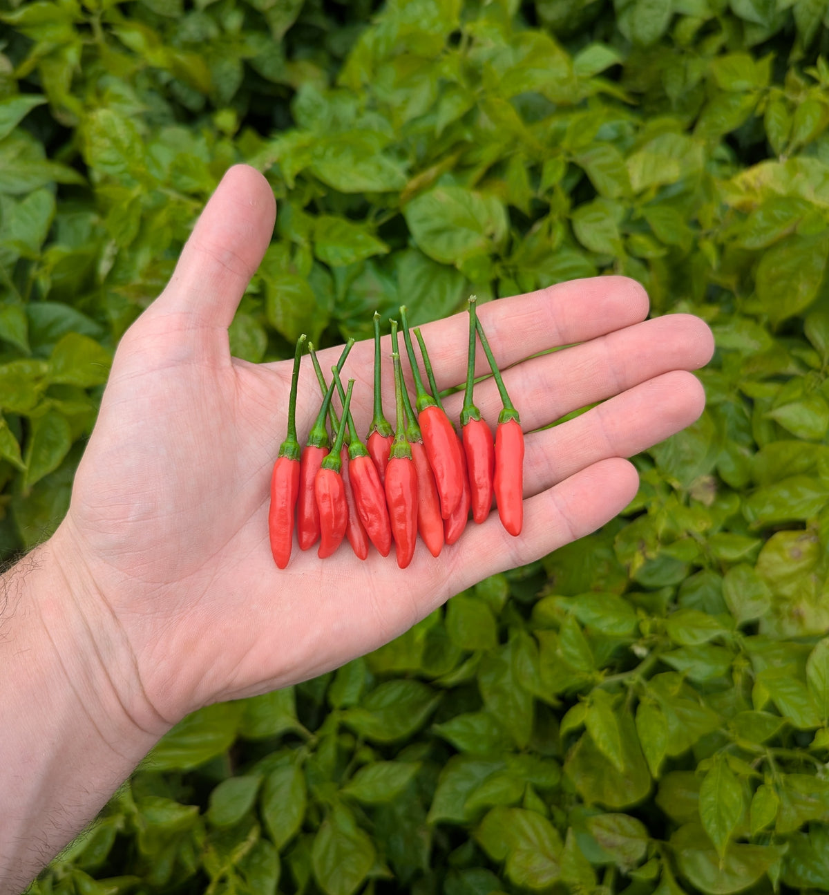 Tabasco