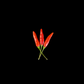 Tabasco