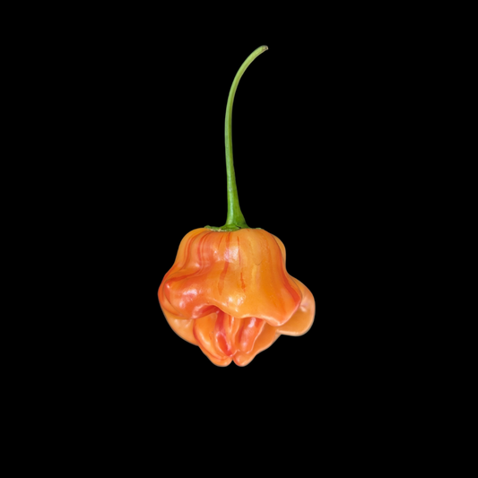 Tangerine Tiger
