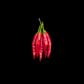 Thai Chili
