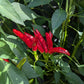 Thai Chili