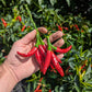 Thai Chili
