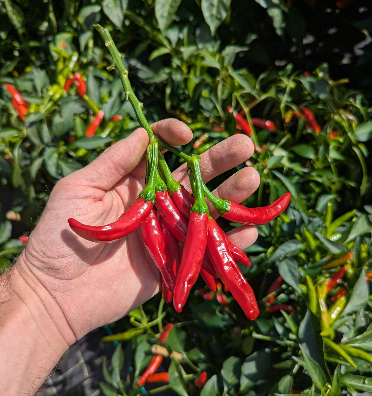 Thai Chili