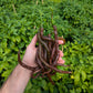 Thunder Cacho Brown