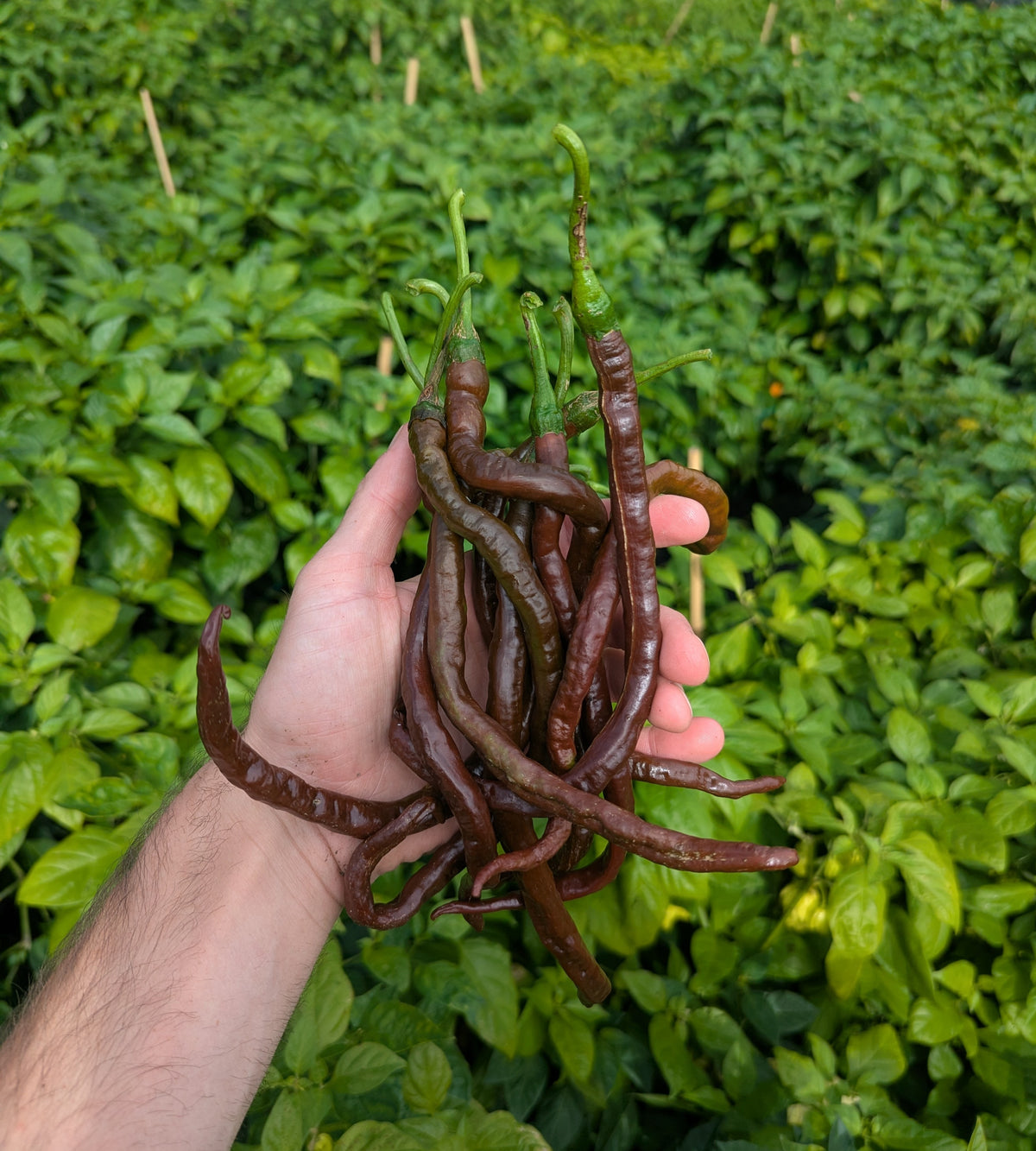 Thunder Cacho Brown