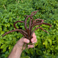 Thunder Cacho Brown