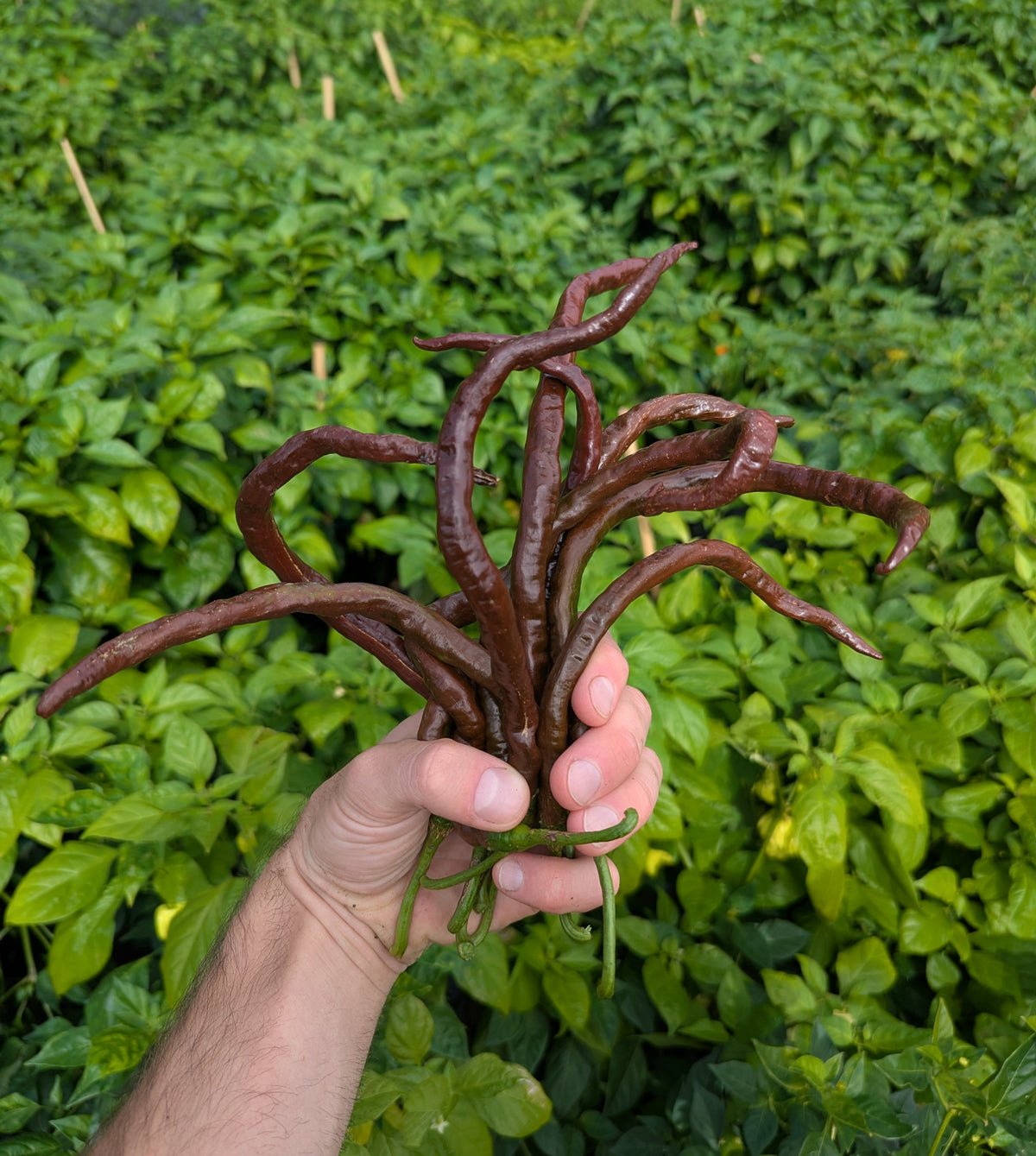 Thunder Cacho Brown