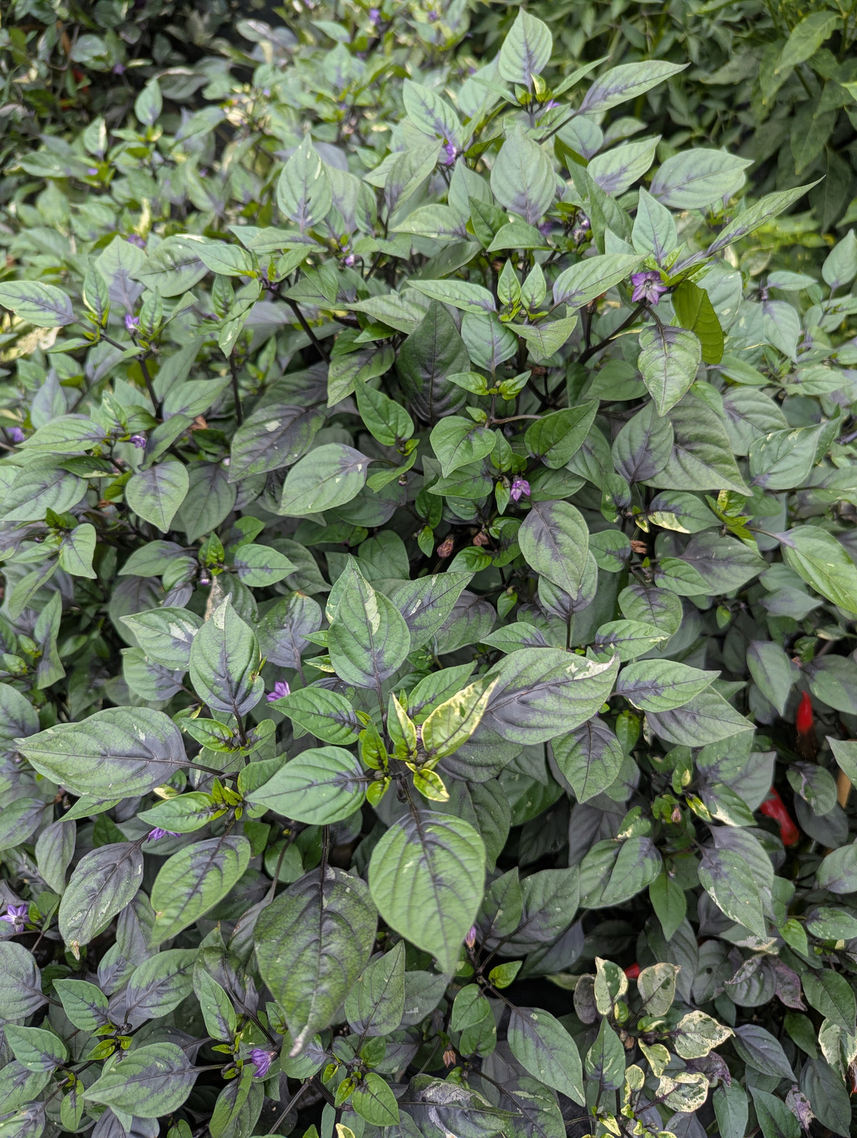 Tiger Jalapeño